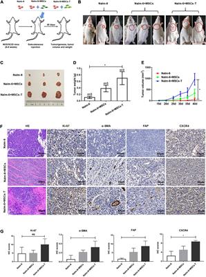 Mesenchymal Stem Cells With Cancer-Associated Fibroblast-Like Phenotype Stimulate SDF-1/CXCR4 Axis to Enhance the Growth and Invasion of B-Cell Acute Lymphoblastic Leukemia Cells Through Cell-to-Cell Communication